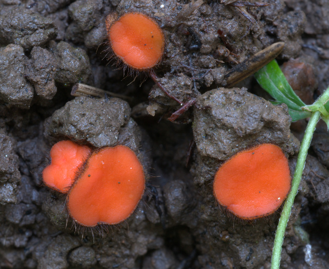 Scutellinia trechispora